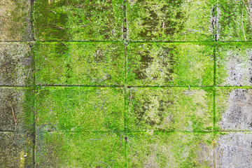 green moss or green lichen and fungus on wall texture