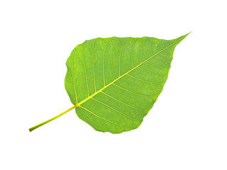 green bodhi leaf isolated on white