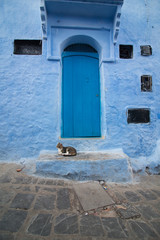 Cat sitting at the door of a house in Chaouen, Morocco