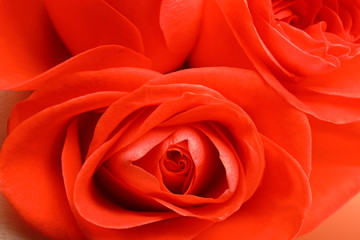 Beautiful roses with coral petals as background, closeup