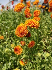 orange flowers in the garden