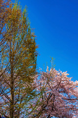 大阪豊中・服部緑地の桜