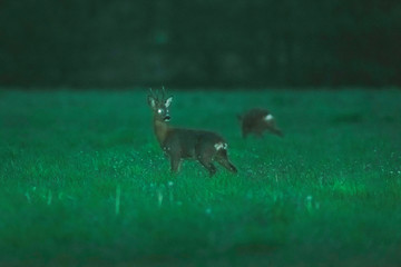 Roebuck in meadow during twilight in spring.