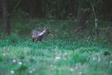 Roebuck in meadow at edge of forest during dusk.