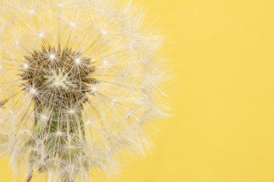 Dandelion Seed Head Blowball Close Up on Yellow Abstract Background 