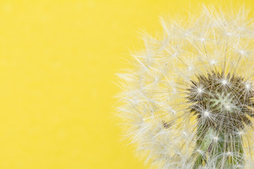 Obraz premium Dandelion Seed Head Blowball Close Up on Yellow Abstract Background 