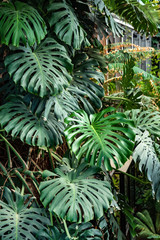 Green leaves of Monstera philodendron plant