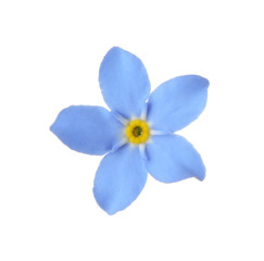 Amazing spring forget-me-not flower on white background
