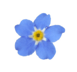 Amazing spring forget-me-not flower on white background