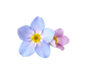Fototapeta na wymiar Amazing spring forget-me-not flowers on white background