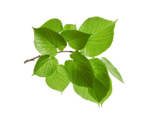 Branch with green leaves on white background