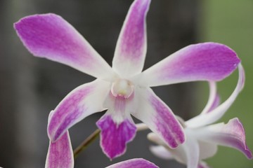 Obraz premium Orchid flower is beautiful in the garden