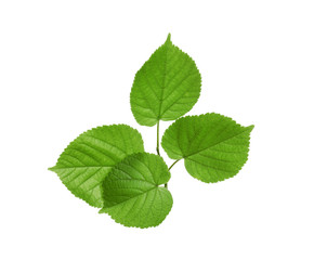 Obraz na płótnie Canvas Branch with green leaves on white background