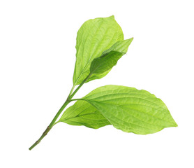 Fototapeta premium Branch with green leaves on white background