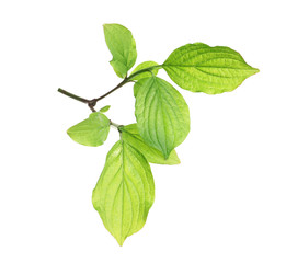 Branch with green leaves on white background