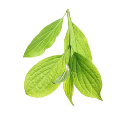 Branch with green leaves on white background