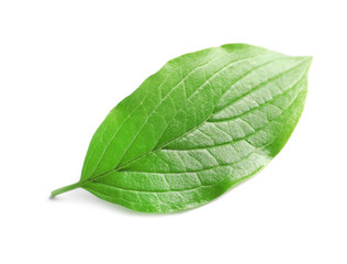 Fototapeta na wymiar Beautiful spring green leaf on white background