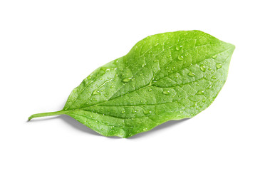 Fototapeta na wymiar Green leaf with dew on white background