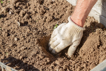 An elderly man transplants strawberries in the garden in the spring