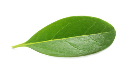 Fototapeta na wymiar Beautiful spring green leaf on white background