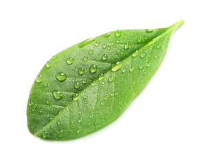 Naklejka na ściany i meble Green leaf with dew on white background