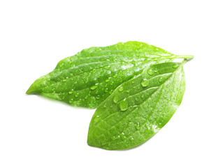 Fototapeta na wymiar Green leaves with dew on white background