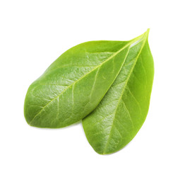 Obraz premium Beautiful spring green leaves on white background