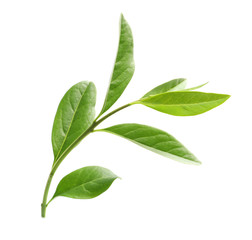 Branch with green leaves on white background