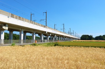風景　田舎　春　高架橋　麦　杤木