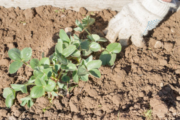 An elderly man transplants strawberries in the garden in the spring