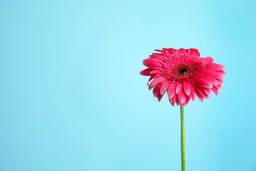 Beautiful bright gerbera flower on color background. Space for text