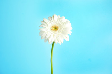 Beautiful bright gerbera flower on color background