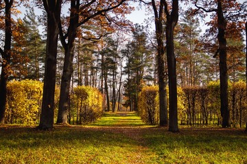 Autumn park in clear weather. Golden autumn. Autumn in the park. Yellow foliage.