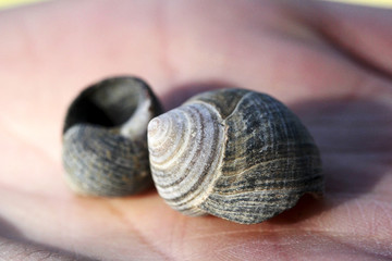 macro of seashells in a persons hand