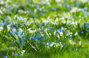 Blue and white scilla siberica or scilla siberica early flowers, snowdrops. Lovely spring flower wallpaper - obrazy, fototapety, plakaty