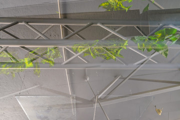 green wall with plants