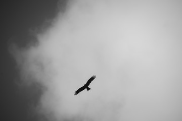 Freedom like Birds