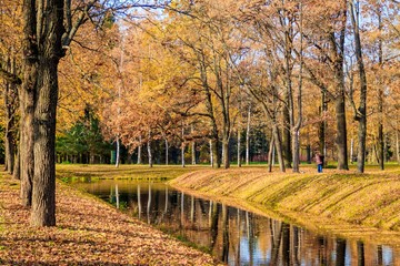 Naklejka premium Autumn park in clear weather. Golden autumn. Autumn in the park. Yellow foliage.