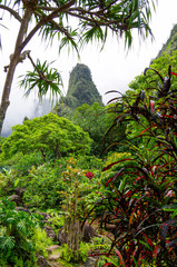 Regenwald und Felsformation