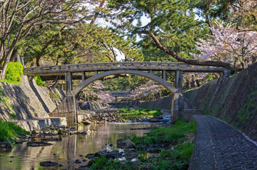 兵庫県西宮市・桜咲く夙川の風景