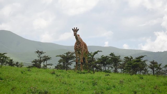Giraffe Eats Leaves From Thorny Bushes On The Background Of Hills In Africa