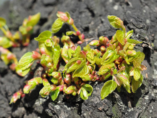 Lime tree, young green shoots and buds on a tree trunk, macro. Spring linden tree, tilia