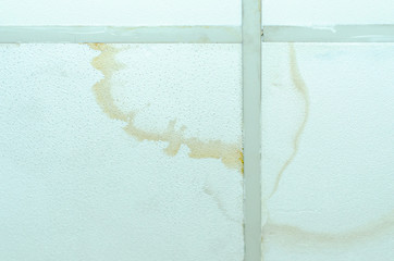 plasterboard ceiling mold damage
