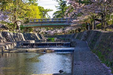 兵庫県西宮市・桜咲く夙川の風景