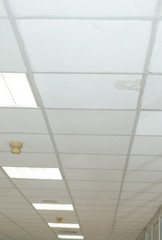 plasterboard ceiling mold damage