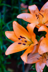 Lilies Flowers Bouquet  in the garden. Spring Flowers