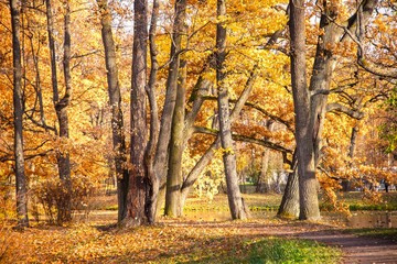 Autumn park in clear weather. Golden autumn. Autumn in the park. Yellow foliage.