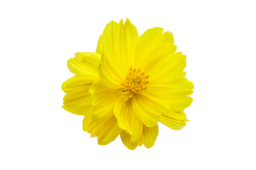 Yellow flower, Cosmos flower isolated on a white background. File contains with clipping path.