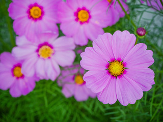 Obraz premium Close up Beautiful cosmos flowers in blooming