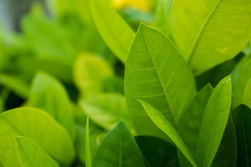 Green tree leaf close up selective focus